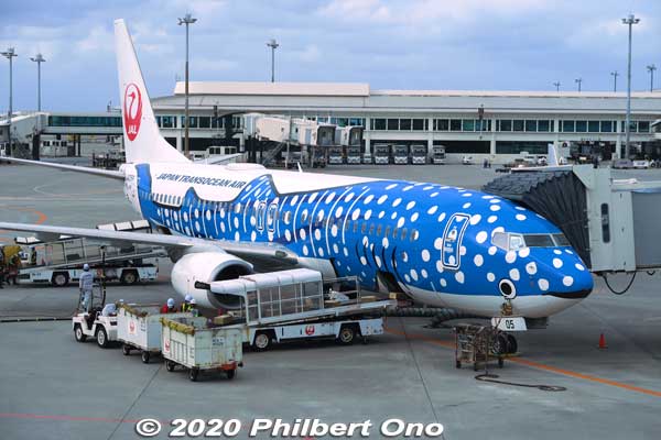 Japan Transocean Air (JTA) Boeing 737-800 plane painted like a whale shark (blue). ジンベエ ジェット
Not my plane back to Haneda though. This video shows how they painted the plane: [url=https://youtu.be/MbrK-8Bkjx0]https://youtu.be/MbrK-8Bkjx0[/url]
Keywords: okinawa naha airport japandesign