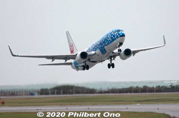 Blue whale shark Japan Transocean Air (JTA) Boeing 737-800 plane taking off from Naha Airport.
Keywords: okinawa naha airport boeing 737 plane