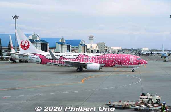 Pink whale shark Japan Transocean Air (JTA) Boeing 737-800 at Naha Airport. Very eye-catching.
Keywords: okinawa naha airport boeing 737 plane japandesign
