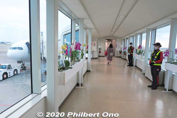Jet way with orchids.
Keywords: okinawa naha airport