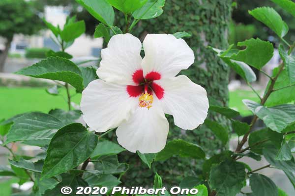 White and red hibiscus
Keywords: okinawa naha japanflower