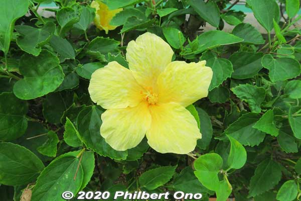 Pure yellow hibiscus.
Keywords: okinawa naha hibiscus