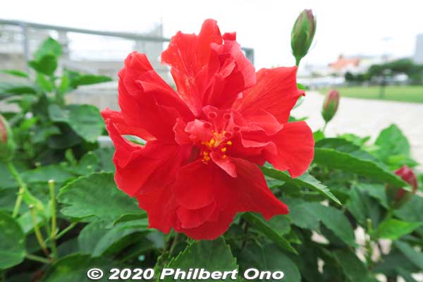 Red hibiscus, Naha.
Keywords: okinawa naha hibiscus flower japanflower