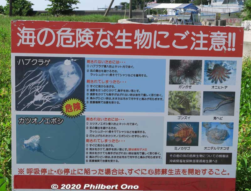 Dangerous sea creatures to look out for.
Keywords: okinawa nakajin-son kouri kori island