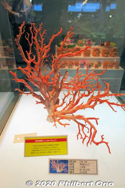 Pink coral.
Keywords: okinawa nakajin-son kouri kori island