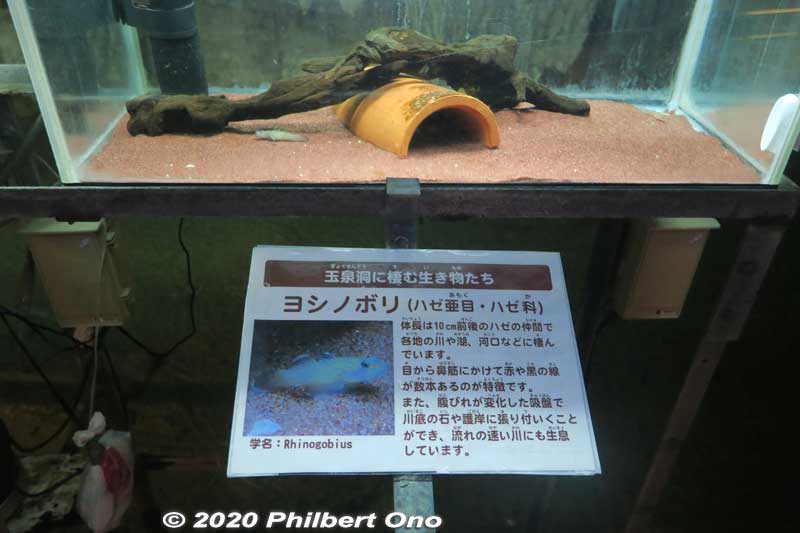 Freshwater goby, one of  the creatures that live in the cavern. ヨシノボリ
Keywords: okinawa nanjo world gyokusendo cave cavern