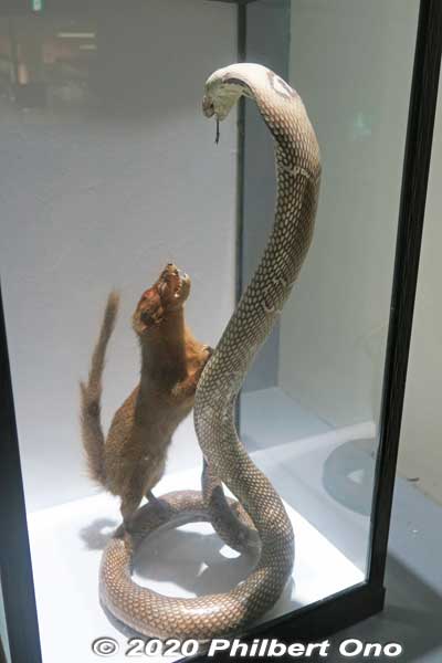 The trainer mentioned that in the past, they had a mongoose and habu snake fight each other in the show. But due to animal rights concerns, it was discontinued. These are only stuffed animals on display in the Habu Museum.
The mongoose was introduced to Okinawa in 1910 to control the habu population. But the mongoose instead preyed on other native species.
Keywords: okinawa nanjo world habu snake viper