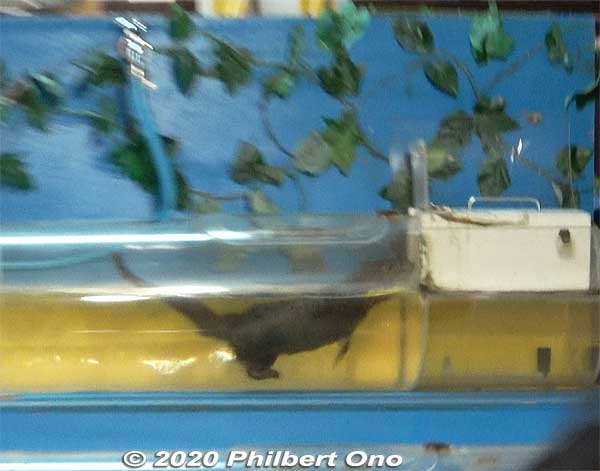 The mongoose immediately and hilariously swam through the tube, winning the race hands down.
Keywords: okinawa nanjo world habu snake viper