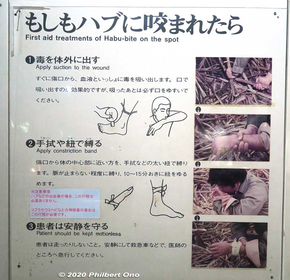 First-aid for a habu bite. Suck out the venom and spit it out.
Keywords: okinawa nanjo world habu snake viper