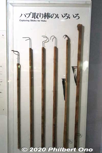 Hooked poles for catching habu. Habu are caught for making Habu-shu liquor.
Keywords: okinawa nanjo world habu snake viper