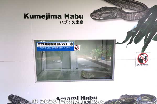 Exhibits of different species of habu. This one is from Kumejima island.
Keywords: okinawa nanjo world habu snake viper