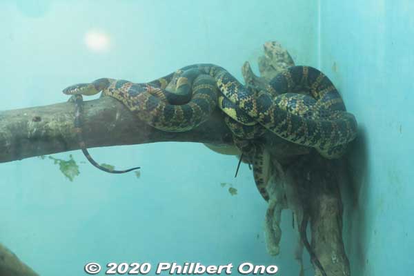 Keywords: okinawa nanjo world habu snake viper