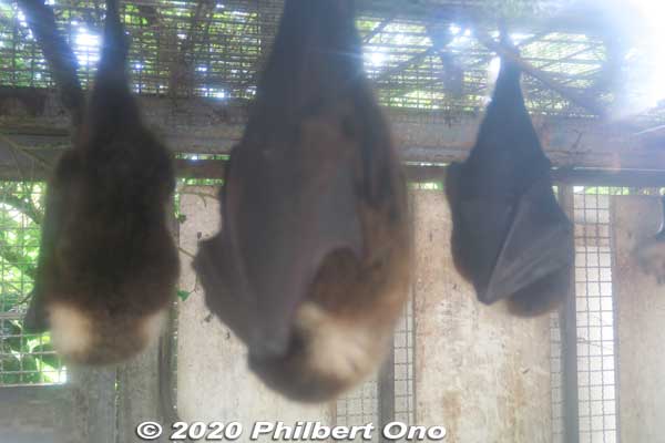 Bats sleeping.
Keywords: okinawa nanjo world