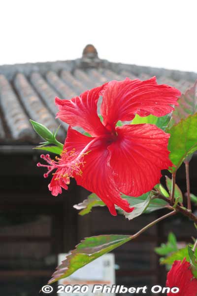 Red hibiscus in Okinawa World.
Keywords: okinawa nanjo world japanflower