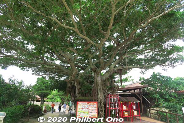 Chinese banyan or gajumaru tree (ガジュマル) at Okinawa World.
Keywords: okinawa nanjo world japangarden