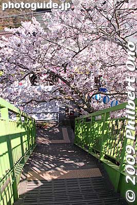 Stairs down from the station.
Keywords: osaka hannan yamanaka-dani train station hanwa line cherry blossoms sakura 
