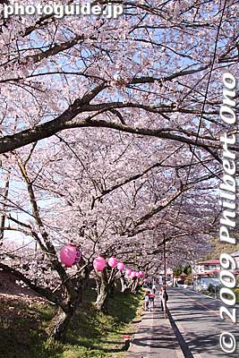 Walking path along the cherry blossoms.
Keywords: osaka hannan yamanaka-dani train station hanwa line cherry blossoms sakura 