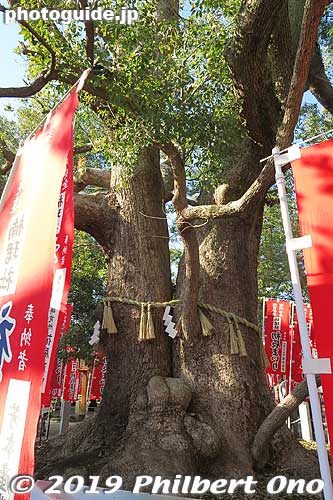 Grand tree at Sumiyoshi Taisha, Osaka.
Keywords: osaka Sumiyoshi Taisha jinja shrine new year