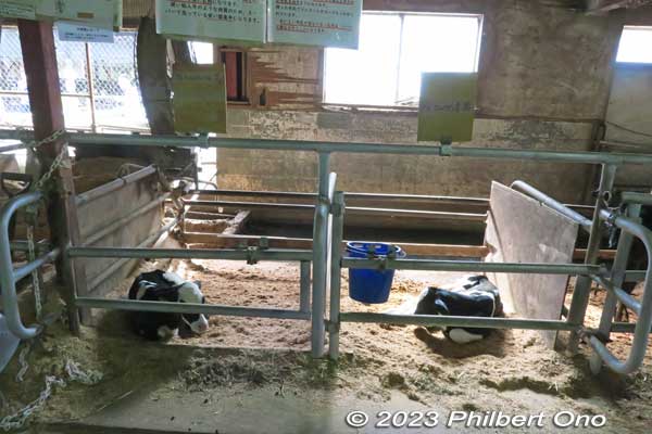 Newborn calves. They have tags indicating their birthdate.
Keywords: Saitama Ageo Enomoto Dairy Farm cows