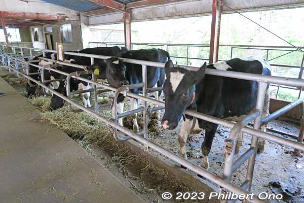 Each cow/calf has an electronic tag for management purposes.
Keywords: Saitama Ageo Enomoto Dairy Farm cows