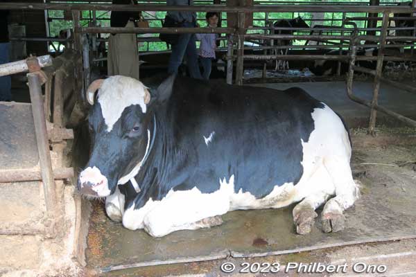 This big cow just stared at me without blinking. 
Keywords: Saitama Ageo Enomoto Dairy Farm cows