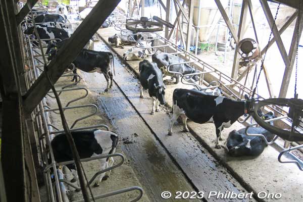 Adult male cows. 成牛舎
Keywords: Saitama Ageo Enomoto Dairy Farm