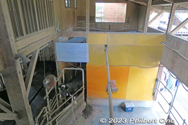 The adult cow she has this milking station where the cows are automatically directed to the milking machine. 授乳所
Keywords: Saitama Ageo Enomoto Dairy Farm