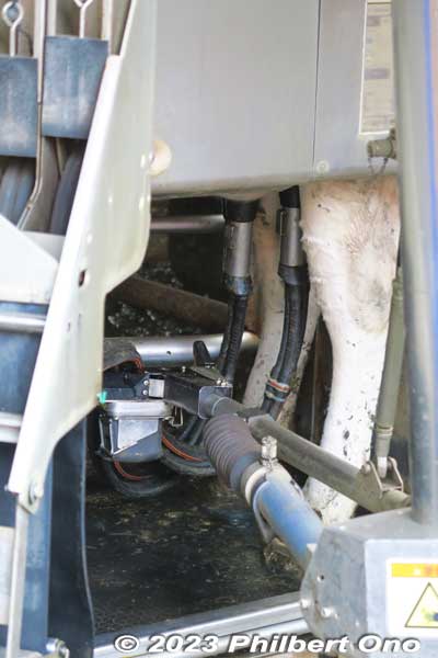 However, I noticed that the cow kept moving and couldn't stand still, so the machine had to keep trying until it attached to the nipples.
Keywords: Saitama Ageo Enomoto Dairy Farm
