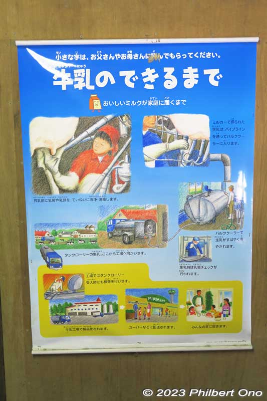 How milk is produced. 1. The cow's udders are disinfected. 2. The milking machine sucks out the milk to a pipe going to a tank. 3. The milk is cooled. 4. The milk is transported by tanker truck to the factory where it is processed and packaged into m
Keywords: Saitama Ageo Enomoto Dairy Farm cows