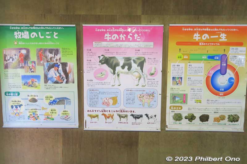 Posters explaining the work done at the dairy farm, anatomy of a cow, and the life cycle of cows. At the dairy farm, cows are fed, cow shed is cleaned, hay is made, and cows are milked.
Keywords: Saitama Ageo Enomoto Dairy Farm cows