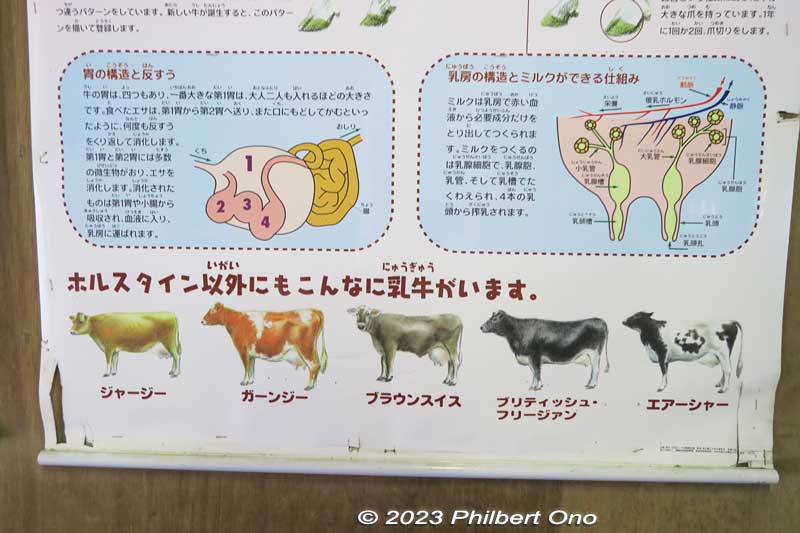 Types of cows. The cow's excrement and urine are converted into fertilizer for growing vegetables, etc.
Keywords: Saitama Ageo Enomoto Dairy Farm cows