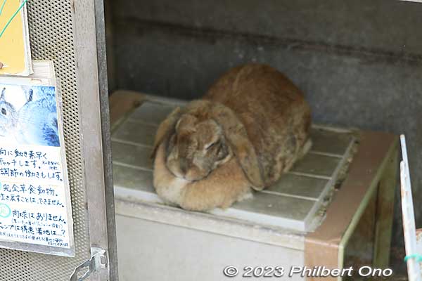 Rabbit with drooping ears.
Keywords: Saitama Ageo Enomoto Dairy Farm