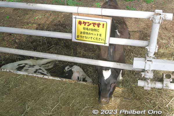 Calf in the pasture. 放牧場
Keywords: Saitama Ageo Enomoto Dairy Farm cows