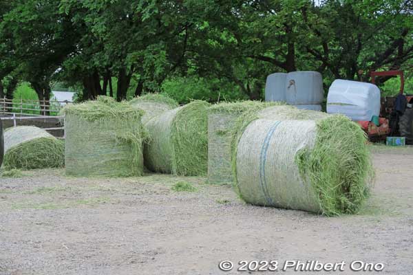 Rolls of hay. ロール置き場
Keywords: Saitama Ageo Enomoto Dairy Farm