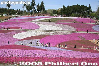 It is not yet full bloom. A few patches of green.
Keywords: saitama chichibu shibazakura moss pink flowers hitsujiyama park