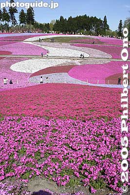 On sunny days, great for taking pictures.
Keywords: saitama chichibu shibazakura moss pink flowers hitsujiyama park