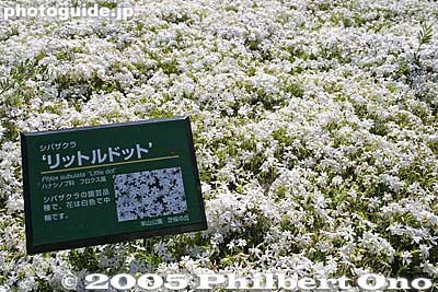 Little Dot. リットルドット
Keywords: saitama chichibu shibazakura moss pink flowers hitsujiyama park