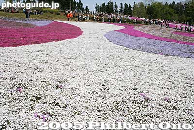 Little Dot
Keywords: saitama chichibu shibazakura moss pink flowers hitsujiyama park