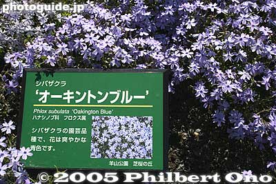 Oakington Blue ｵｰｷﾝﾄﾝﾌﾞﾙｰ
Keywords: saitama chichibu shibazakura moss pink flowers hitsujiyama park