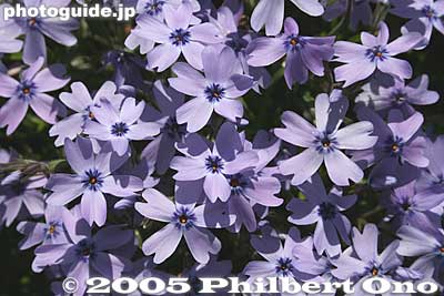 Oakington Blue are bluish flowers. ｵｰｷﾝﾄﾝﾌﾞﾙｰ
Keywords: saitama chichibu shibazakura moss pink flowers hitsujiyama park japanflower