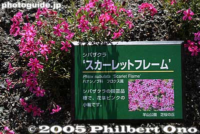 Scarlet Flame ｽｶｰﾚｯﾄﾌﾚｰﾑ
Keywords: saitama chichibu shibazakura moss pink flowers hitsujiyama park
