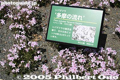 Tama-no-Nagare. Means "Flow of Tama." Tama is a river. 多摩の流れ
Keywords: saitama chichibu shibazakura moss pink flowers hitsujiyama park