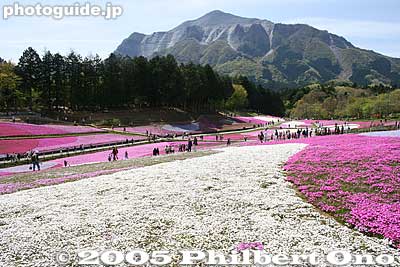 武甲山
Keywords: saitama chichibu shibazakura moss pink flowers hitsujiyama park