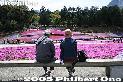 Benches offer visitors a rest.
Keywords: saitama chichibu shibazakura moss pink flowers hitsujiyama park