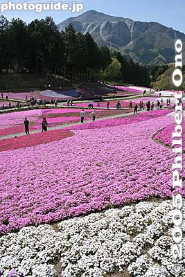I found an almost infinite number of image combinations of the flowers and mountain.
Keywords: saitama chichibu shibazakura moss pink flowers hitsujiyama park