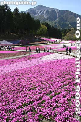 Mt. Bukosan and moss pink. 武甲山
Keywords: saitama chichibu shibazakura moss pink flowers hitsujiyama park