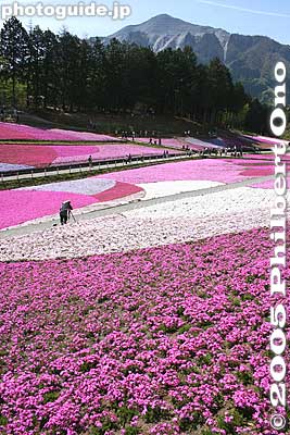 Keywords: saitama chichibu shibazakura moss pink flowers hitsujiyama park