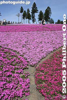 Y
Keywords: saitama chichibu shibazakura moss pink flowers hitsujiyama park