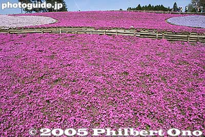 The park allows dogs, but they bark and ruin the peace. They should ban dogs from the park.
Keywords: saitama chichibu shibazakura moss pink flowers hitsujiyama park