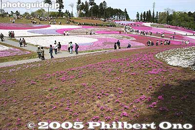 The shadowy areas bloom much later.
Keywords: saitama chichibu shibazakura moss pink flowers hitsujiyama park